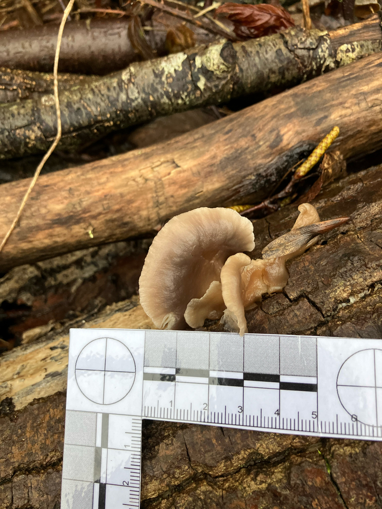 Pleurotus ostreatus · January 2026 · photo: © adam24061 (iNaturalist, cc-by)