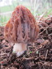 Morchella laurentiana - Photo (c) Dave Wasilewski, some rights reserved (CC BY-NC), uploaded by Dave Wasilewski