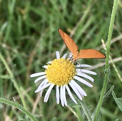 Eudulophasia invaria