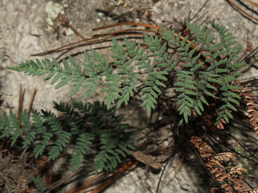 Notholaena bryopoda
