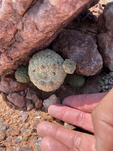 Ceropegia cactiformis