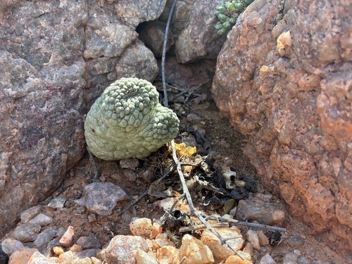 Ceropegia cactiformis