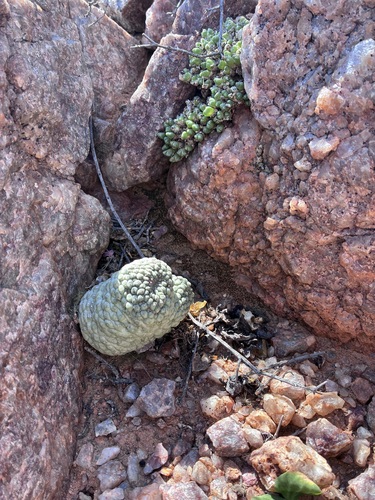 Ceropegia cactiformis