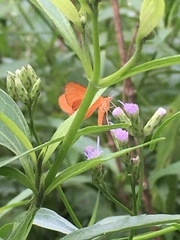 Eudulophasia invaria