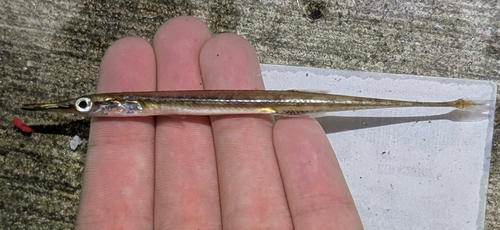 Tube-snout (Aulorhynchus flavidus) — Aulorhynchidae — 3