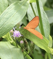 Eudulophasia invaria