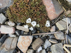 Veronica cheesemanii