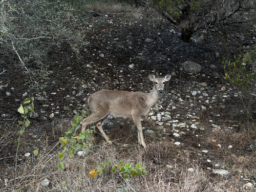 White-tailed Deer