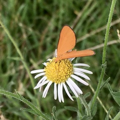 Eudulophasia invaria