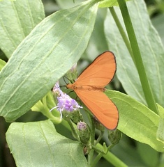 Eudulophasia invaria