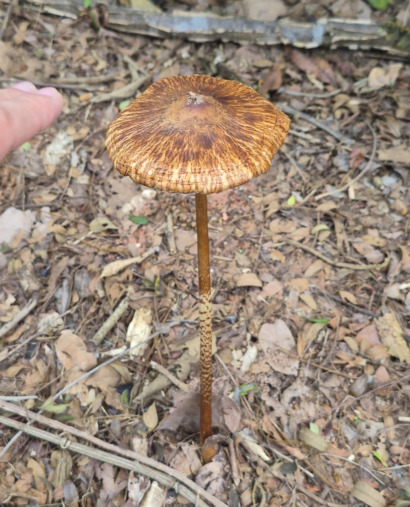Macrolepiota capelariae · January 2026 · photo: © kellerogabriel2000 (iNaturalist, cc-by)