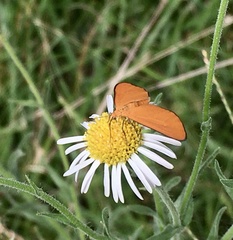 Eudulophasia invaria