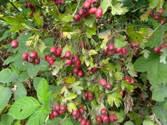 Crataegus