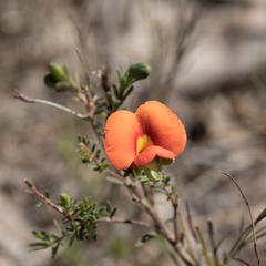 Gompholobium ecostatum