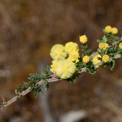 Acacia mitchellii