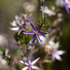 Calectasia intermedia