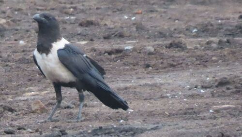 Pied Crow (Corvus albus), photo 1