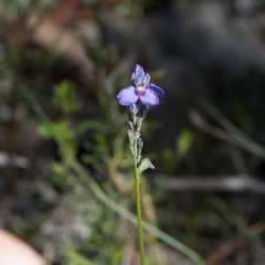 Comesperma calymega