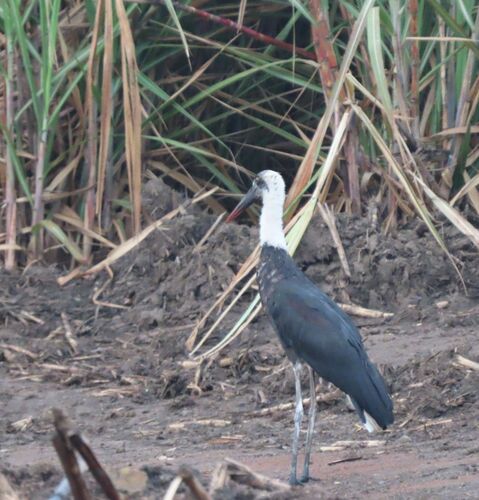African Woolly-necked Stork (Ciconia microscelis)