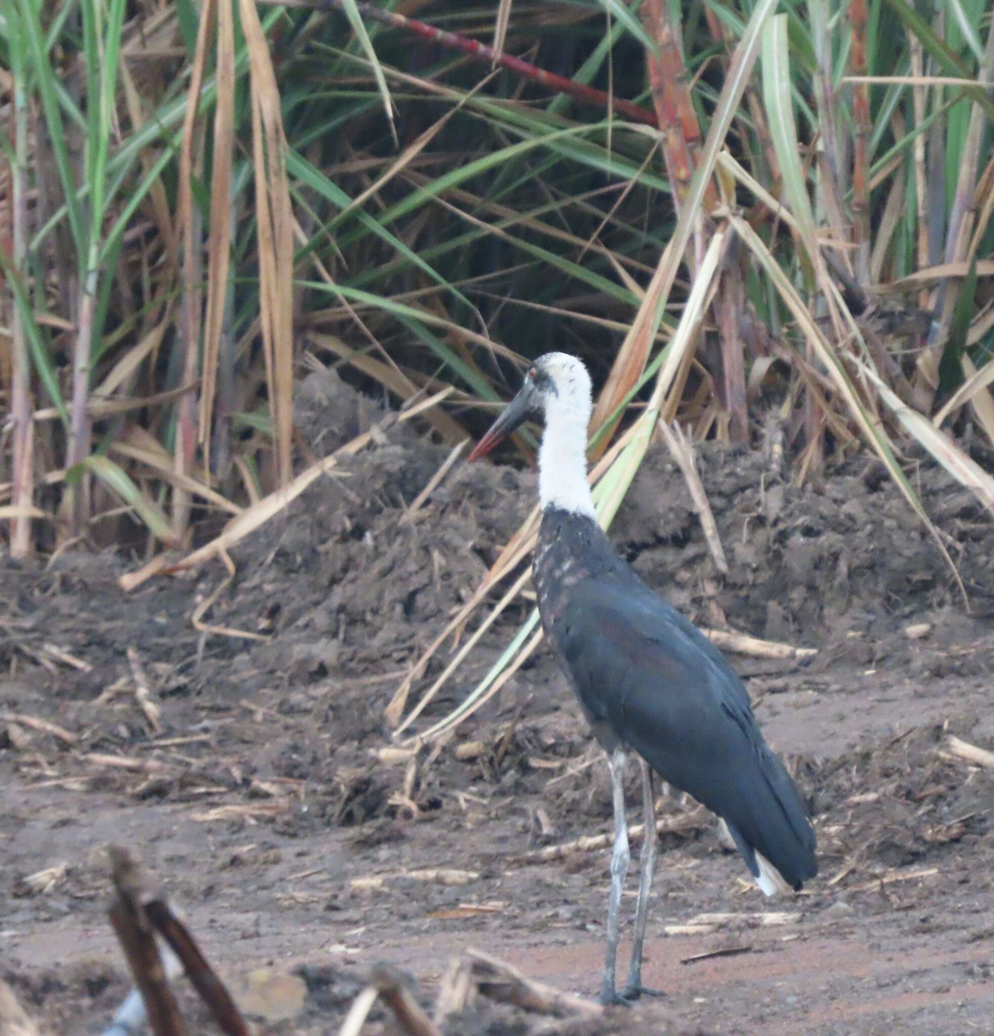African Woolly-necked Stork (Ciconia microscelis), photo 1