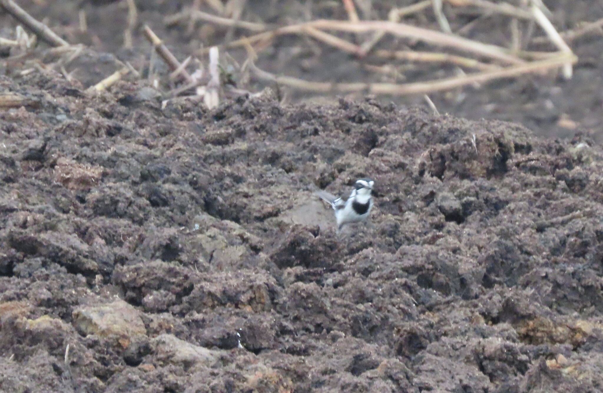 African Pied Wagtail (Motacilla aguimp), photo 1