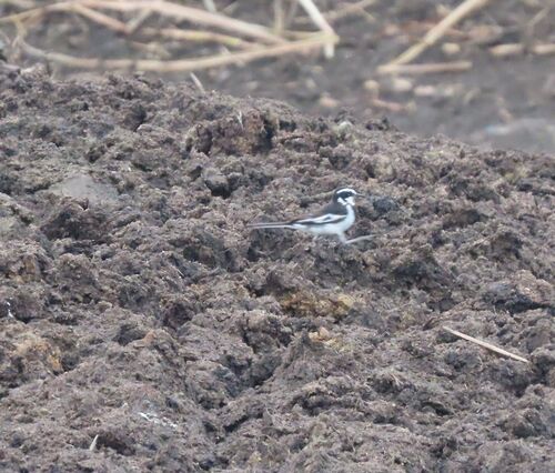 African Pied Wagtail (Motacilla aguimp), photo 2