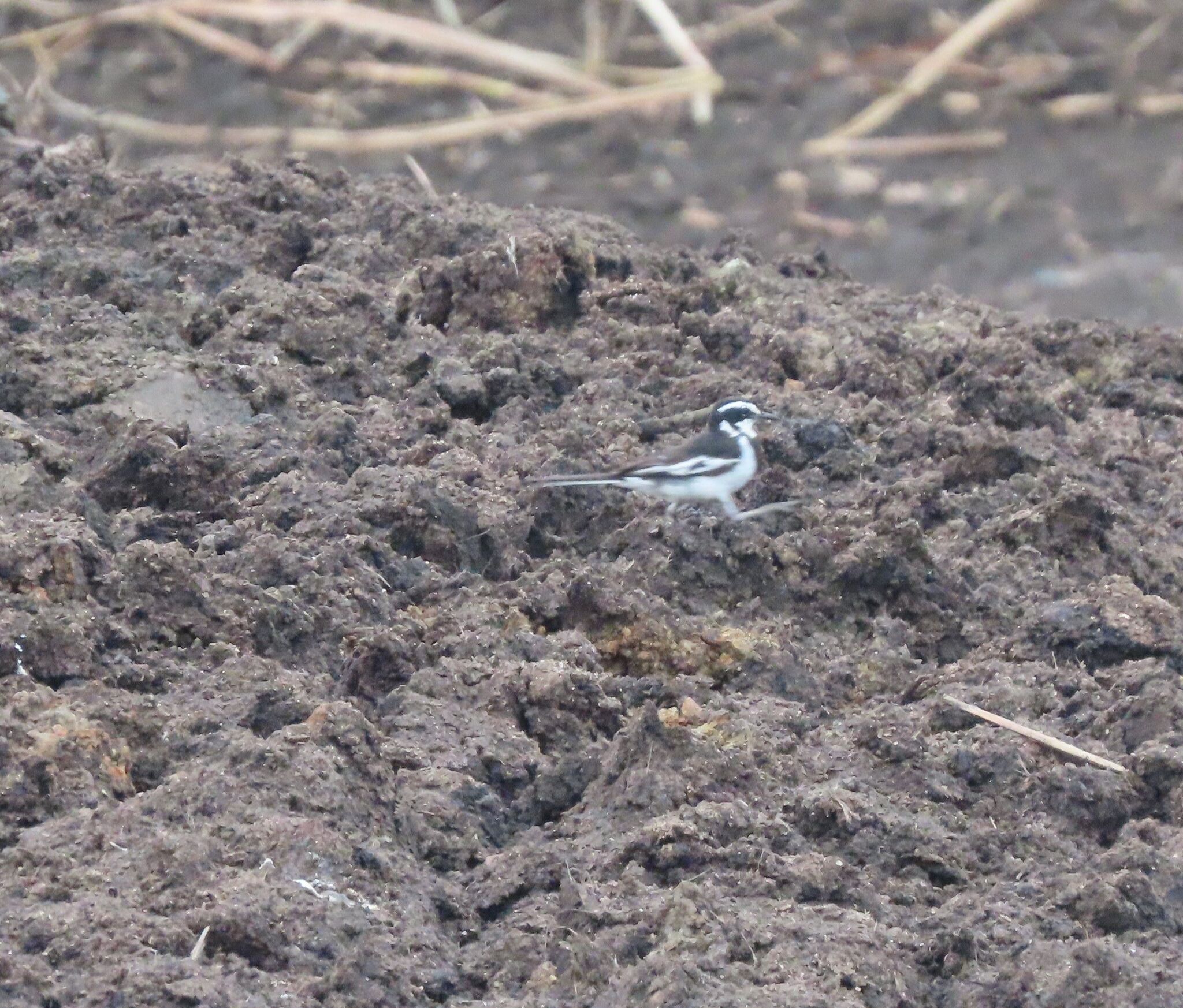 African Pied Wagtail (Motacilla aguimp), photo 2