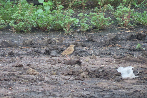 African Pipit (Anthus cinnamomeus)