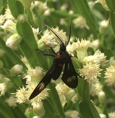 Phoeniostacta haematabasis