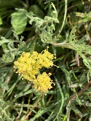 Lomatium caruifolium caruifolium