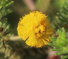 Acacia chippendalei
