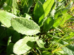 Helminthotheca echioides