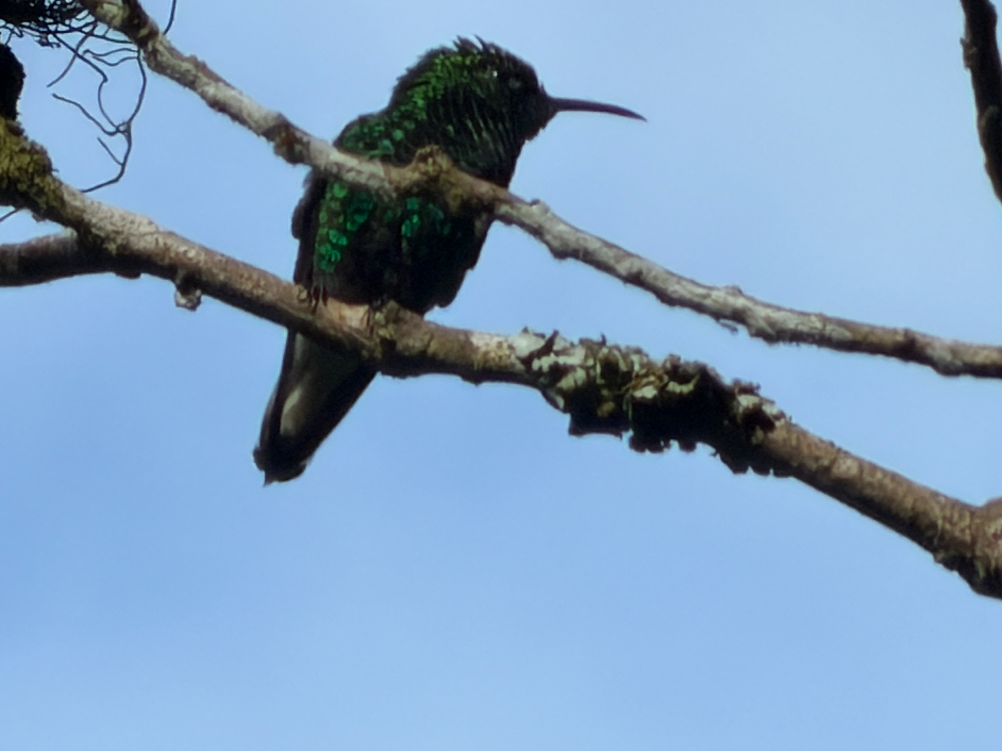 Coppery-headed Emerald (Microchera cupreiceps), photo 10
