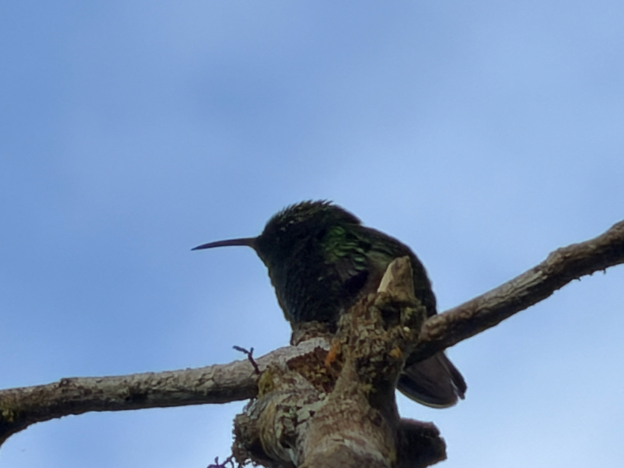 Coppery-headed Emerald (Microchera cupreiceps), photo 2