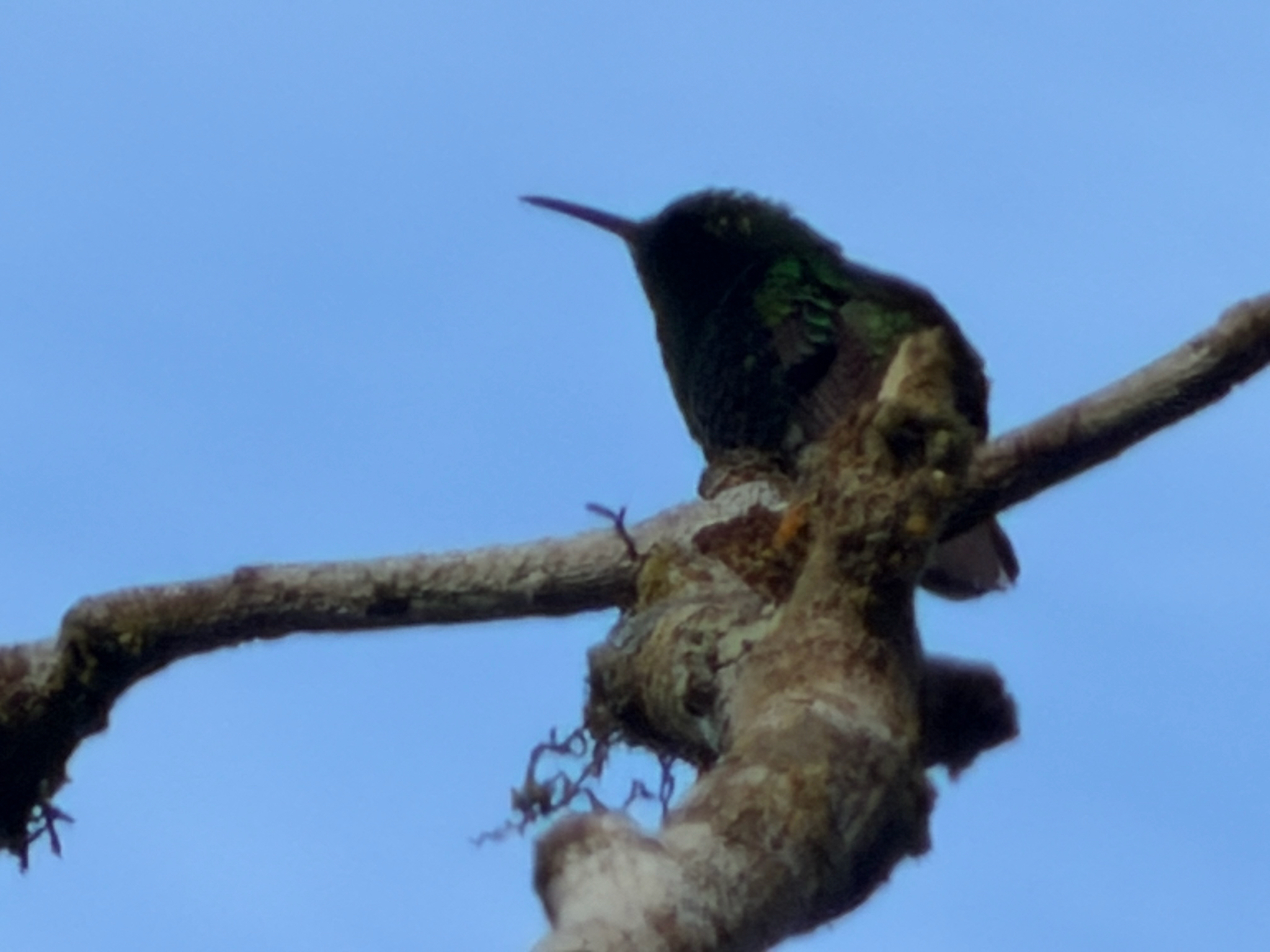 Coppery-headed Emerald (Microchera cupreiceps), photo 3