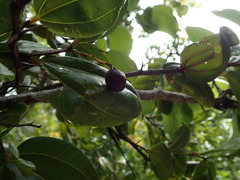 Sarcomphalus domingensis