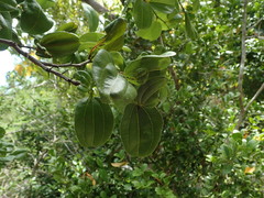 Sarcomphalus domingensis