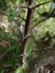 Sarcomphalus domingensis