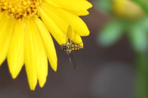 Unknown species found near Isles Of Sugar Mill, New Smyrna Beach, FL 32168, USA