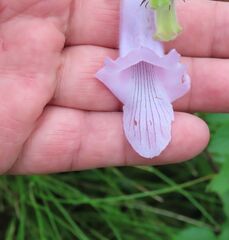 Sesamum trilobum, photograph Bruno - Yolande Zanette, CC BY, iNaturalist via GBIF
