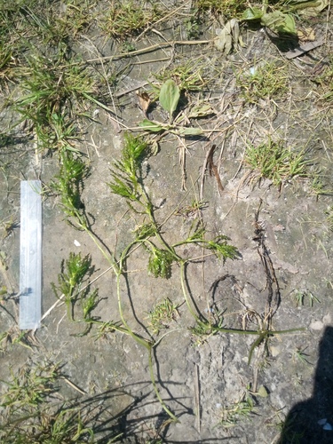 Slender naiad (Najas major)