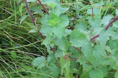 Sesamum trilobum, photograph Bruno - Yolande Zanette, CC BY, iNaturalist via GBIF