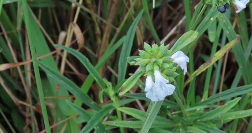 lavender-leaved leucas (Leucas lavandulifolia)