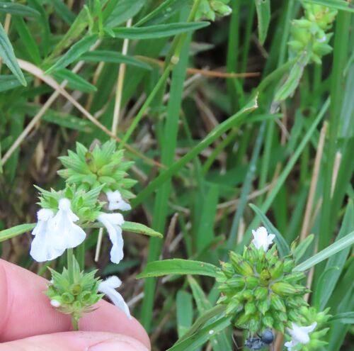 Leucas lavandulifolia, photograph 2