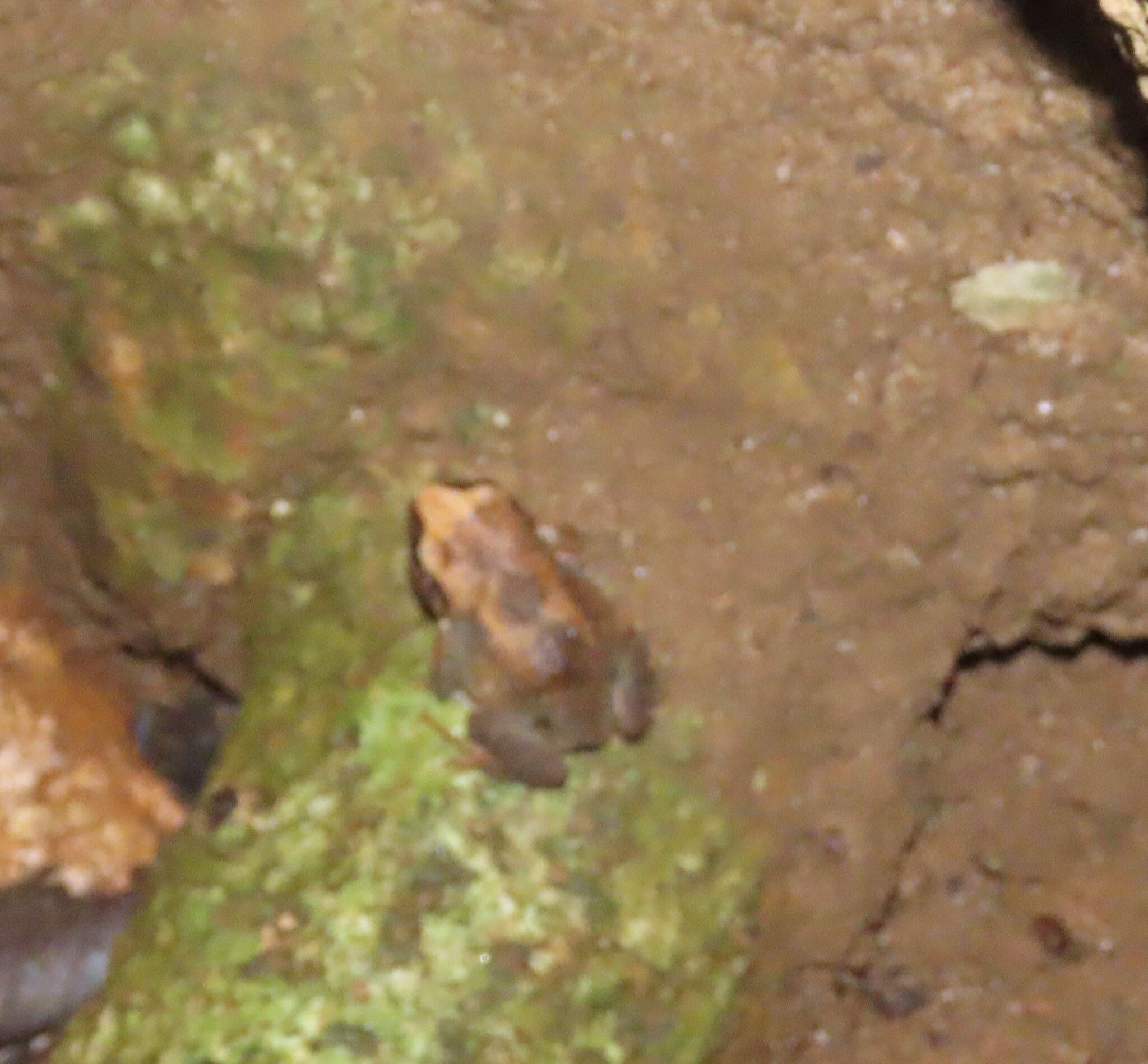 Arthroleptis nyungwensis