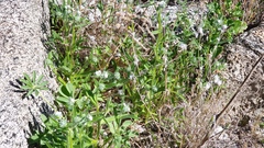 Cryptantha barbigera fergusoniae