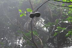 Tabernaemontana ventricosa, photograph (c) Bruno - Yolande Zanette, some rights reserved (CC BY)
