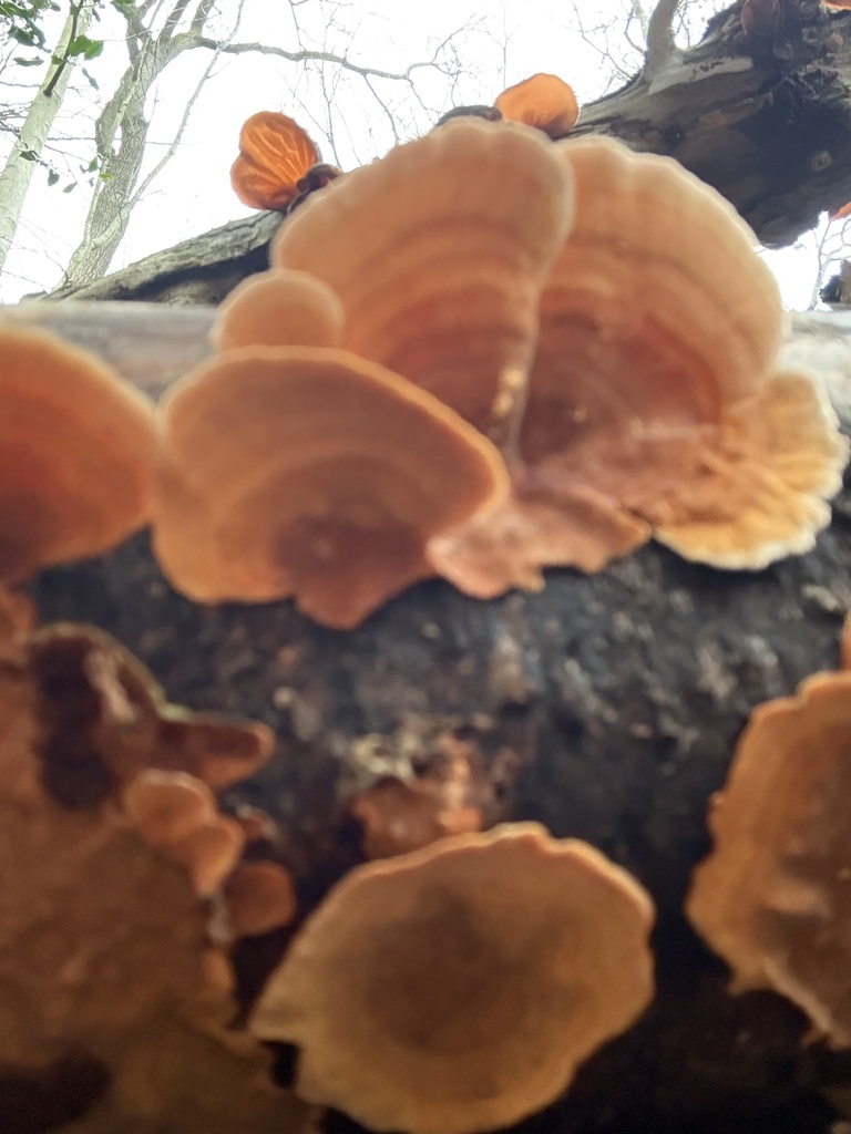 Stereum subtomentosum · January 2026 · photo: © cjoynson (iNaturalist, cc0)