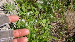 Cryptantha barbigera fergusoniae