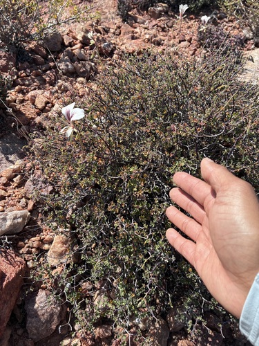 Namaqua Fivefinger Storksbill (Pelargonium praemorsum)